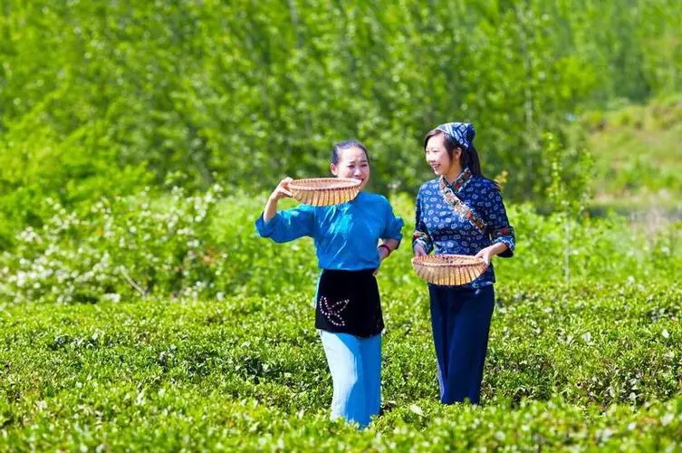 Hangzhou Tea Plantations